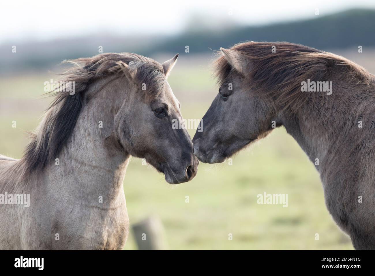 Konik Ponys bei Wicken Fen, Cambridgeshire, im Dezember 2022 Stockfoto