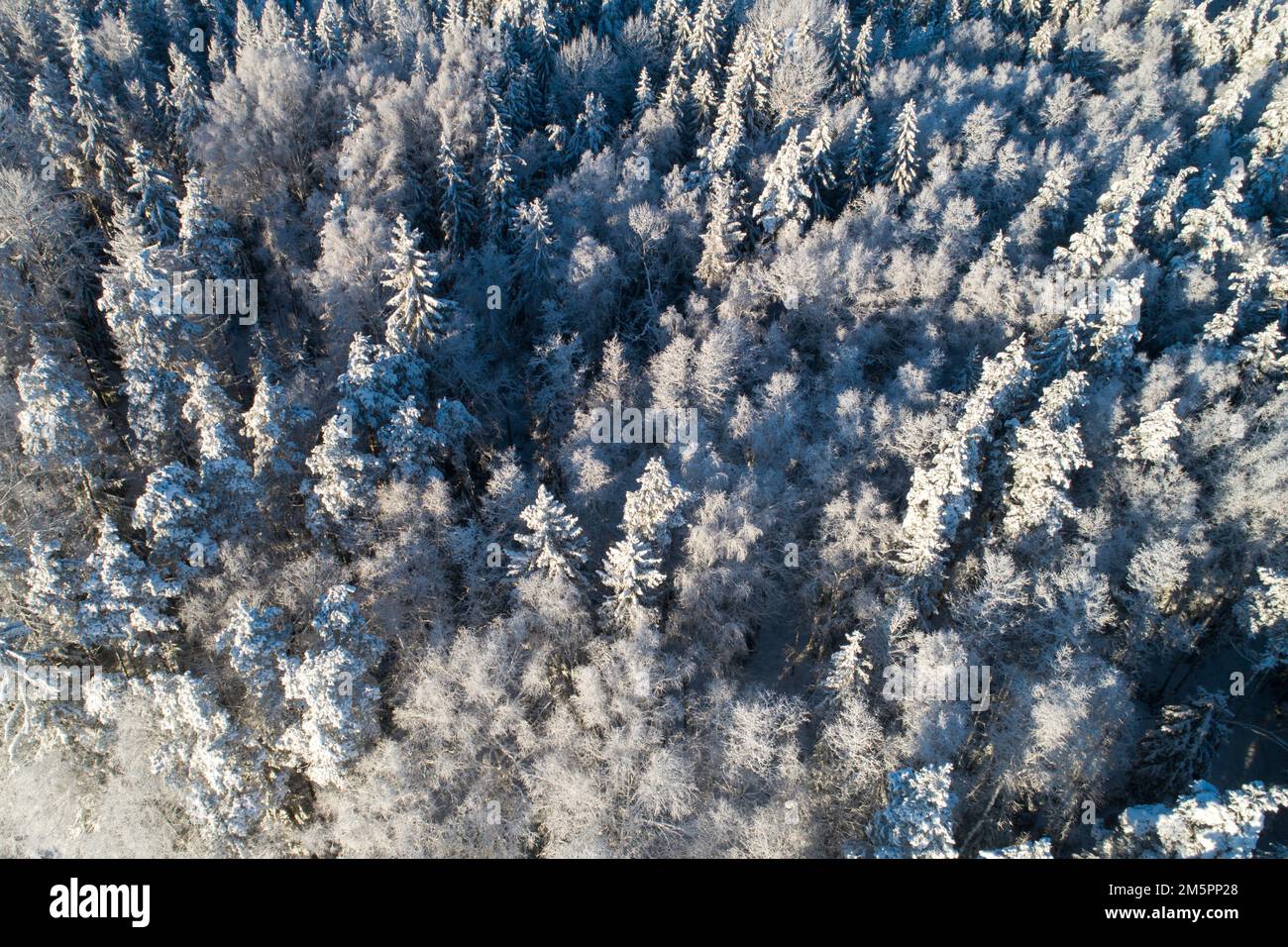 Ein Luftzug aus einem frostigen und verschneiten Borealwald an einem sonnigen Wintertag in Estland, Nordeuropa Stockfoto