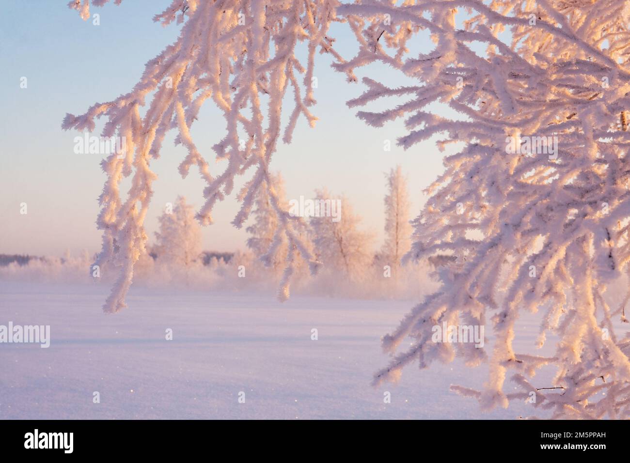 Frostige Äste während eines nebligen und wunderschönen Winterabends in Estland, Nordeuropa Stockfoto