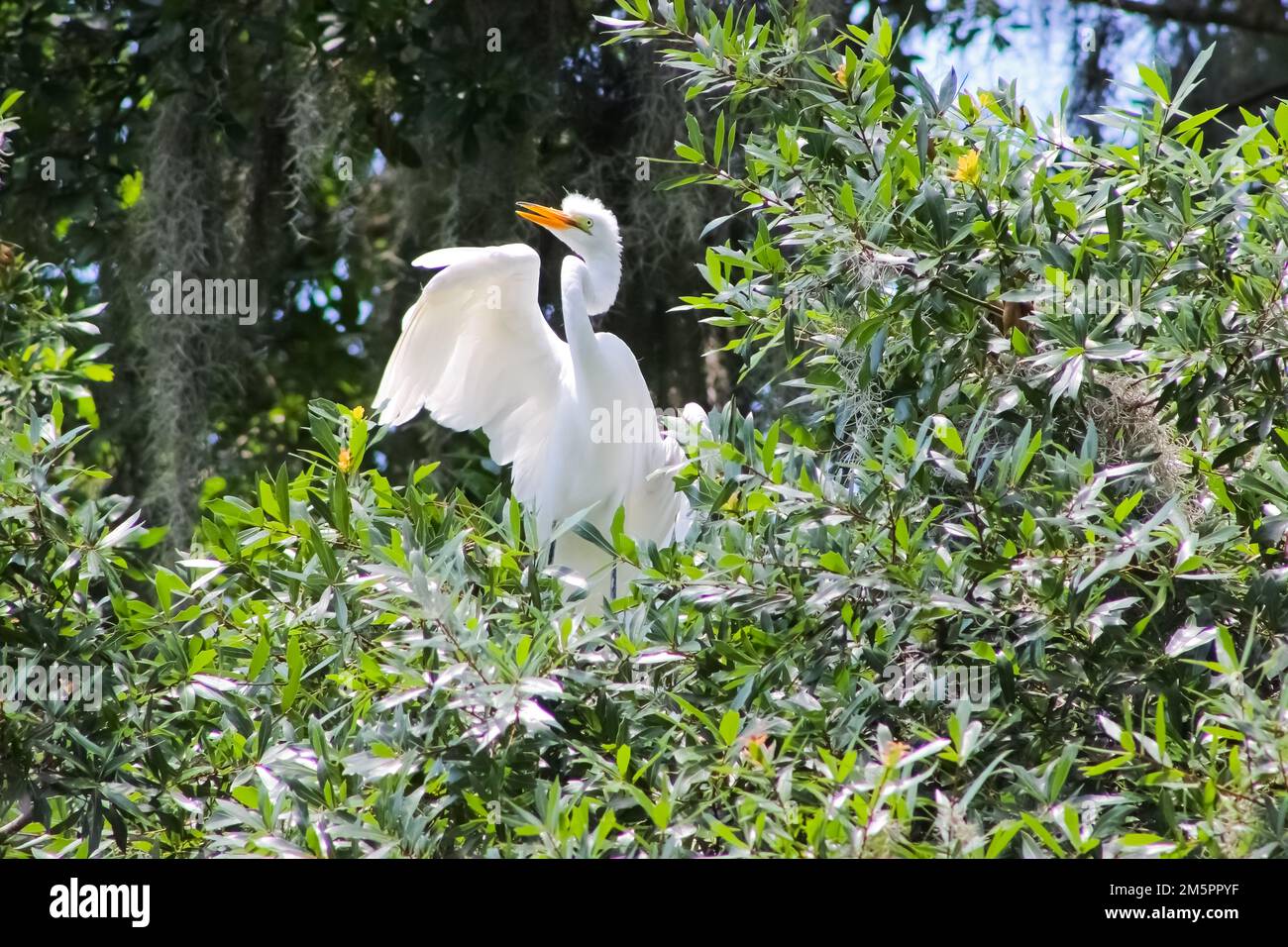 Verwirrter und zerrütteter großer Egret im Baum Stockfoto