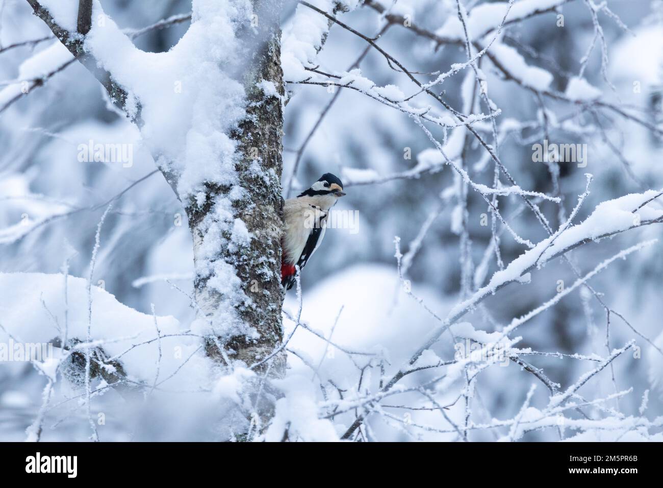 Großer Specht auf der Suche nach Essen aus einem winterlichen Nadelwald in Estland, Nordeuropa Stockfoto