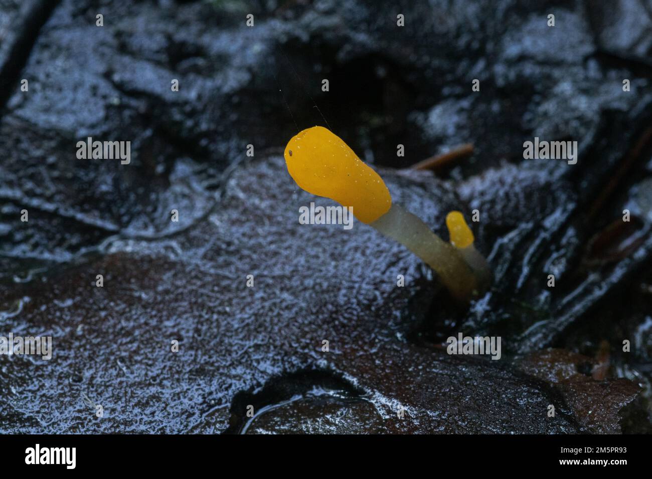 Ein kleiner Pilz mit einer gelben Kappe namens Bog Beacon, der in einem nassen Waldgebiet in Estland, Nordeuropa wächst Stockfoto