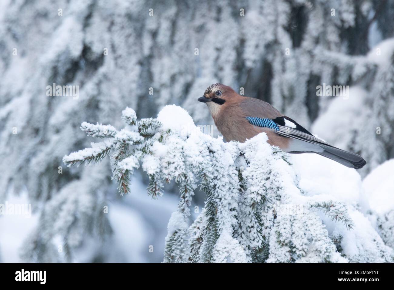 An einem kalten Wintertag in Estland, Nordeuropa, hockte ein wachsamer eurasischer jay auf einem verschneiten und frostigen Zweig der Spruce Stockfoto