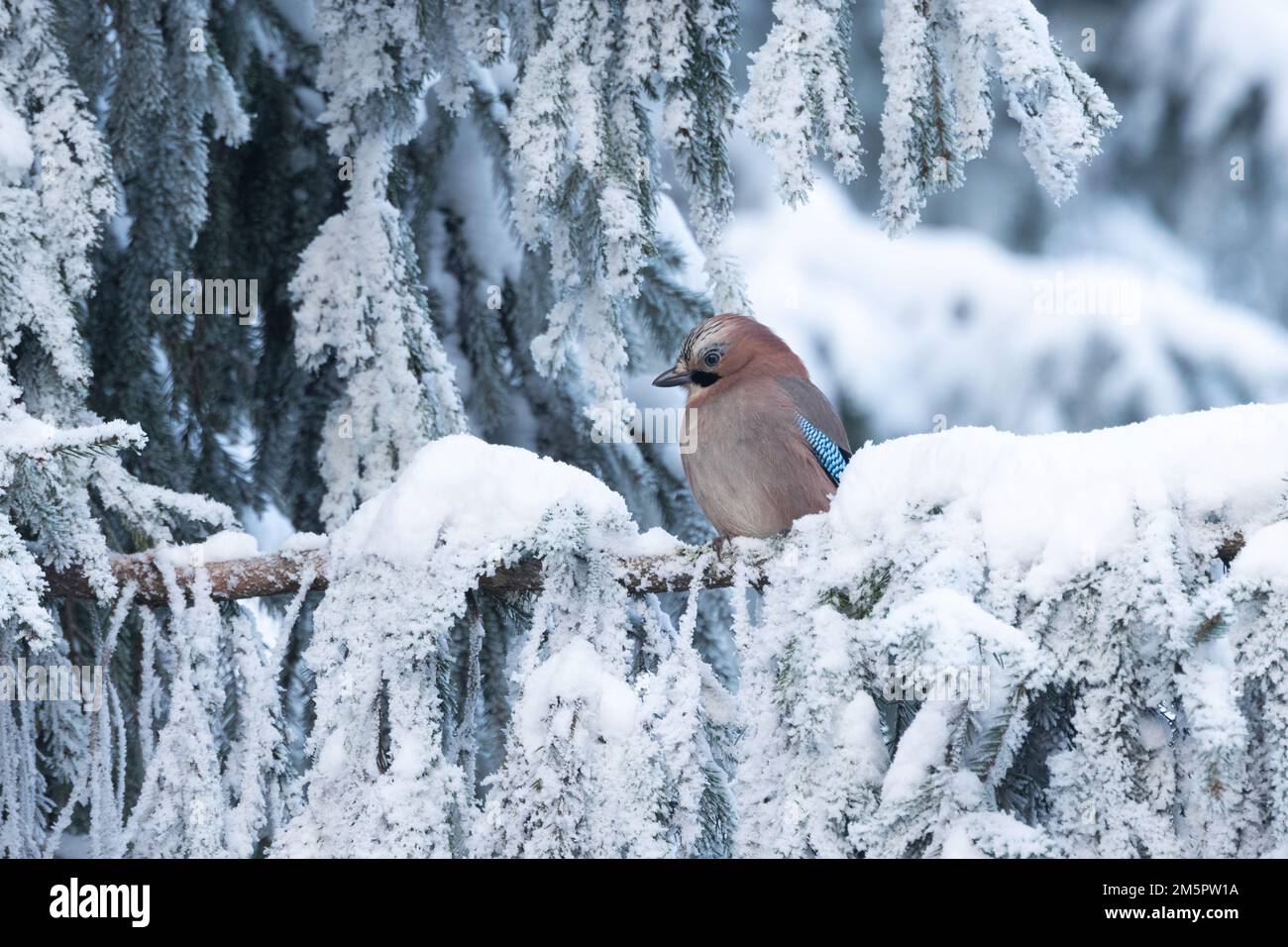 An einem kalten Wintertag in Estland, Nordeuropa, hockte ein wachsamer eurasischer jay auf einem verschneiten und frostigen Zweig der Spruce Stockfoto