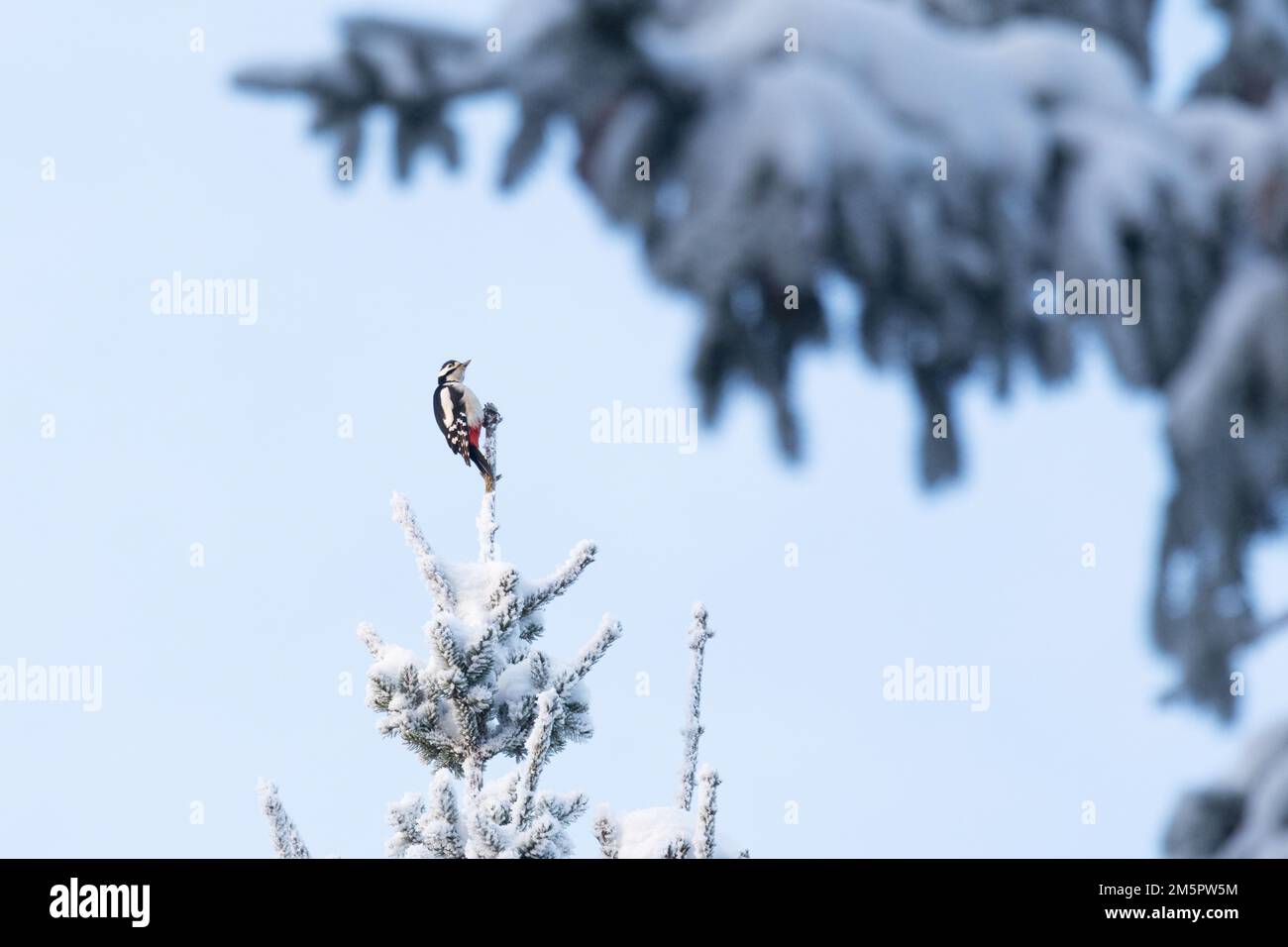 Großer Specht auf der Suche nach Essen aus einem winterlichen Nadelwald in Estland, Nordeuropa Stockfoto