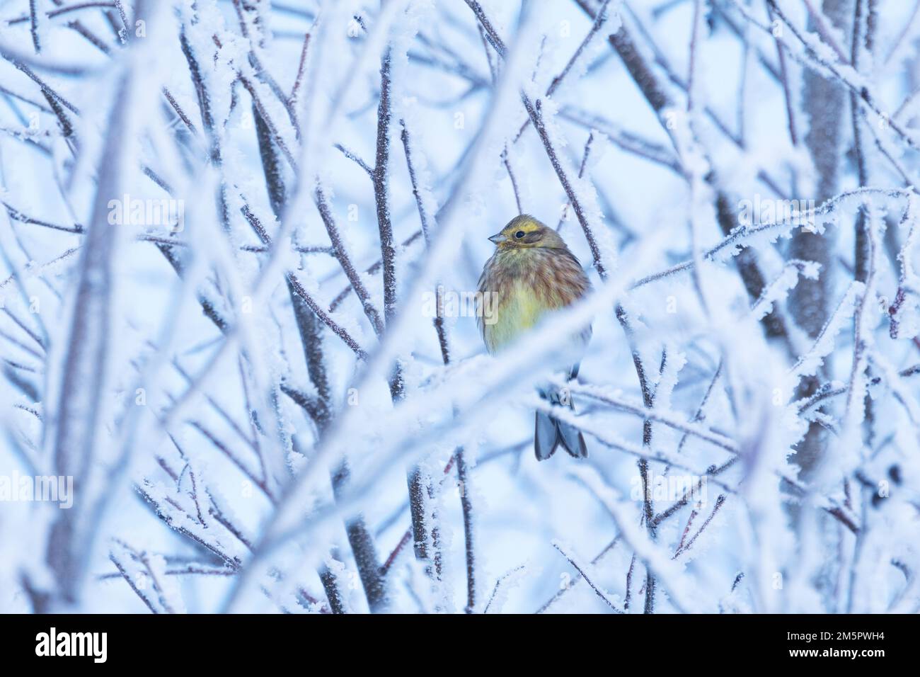 Ein farbenfroher Yellowhammer inmitten von frostigen Ästen an einem kalten Winterabend in Estland, Nordeuropa Stockfoto