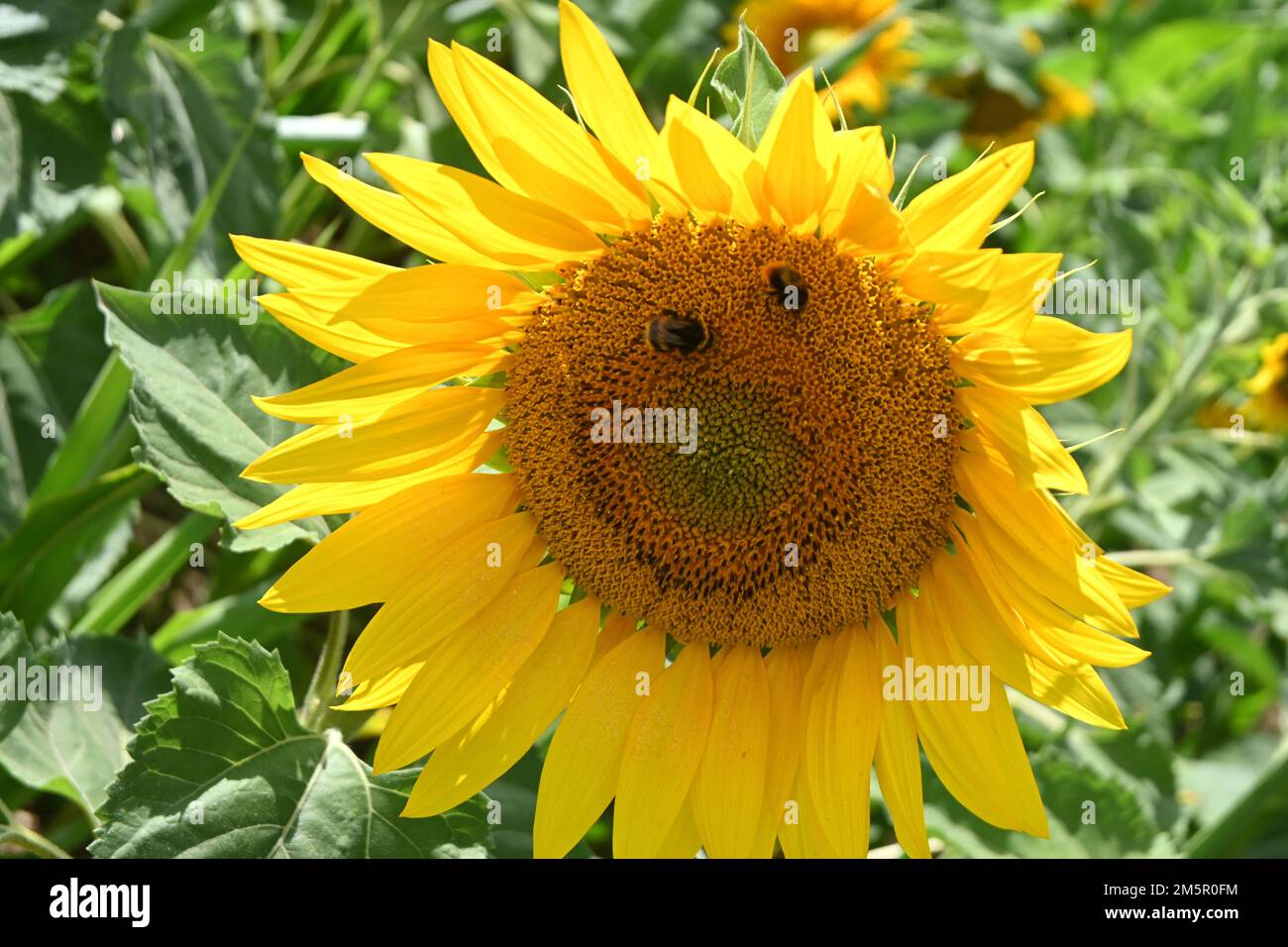Sonnenblumen wachsen auf dem Feld, suffolk, england Stockfoto