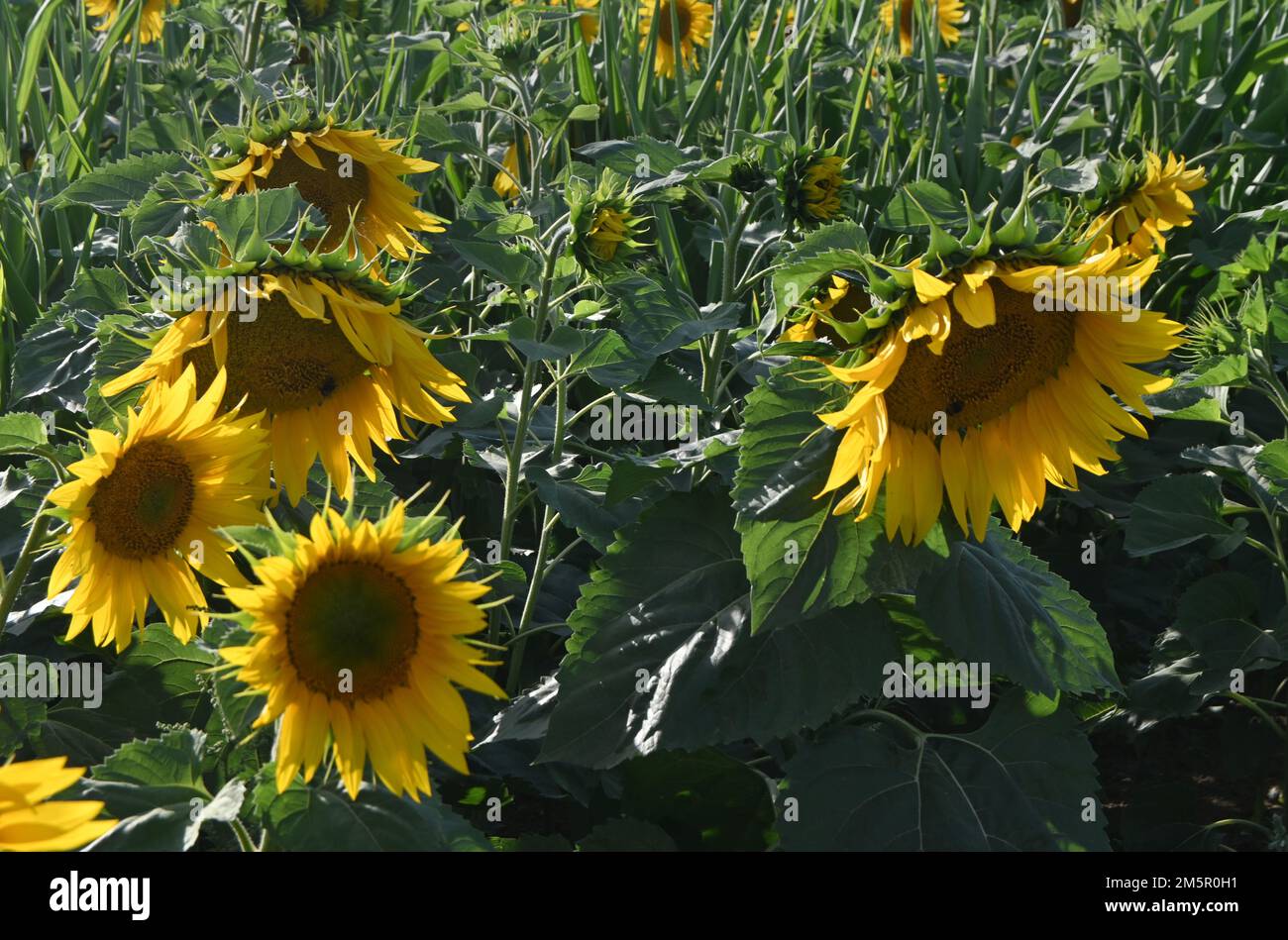 Sonnenblumen wachsen auf dem Feld, suffolk, england Stockfoto