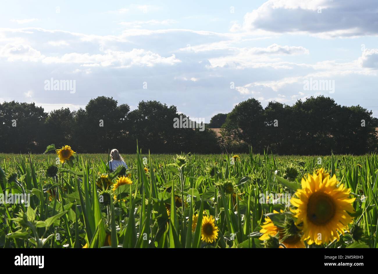 Sonnenblumen wachsen auf dem Feld, suffolk, england Stockfoto