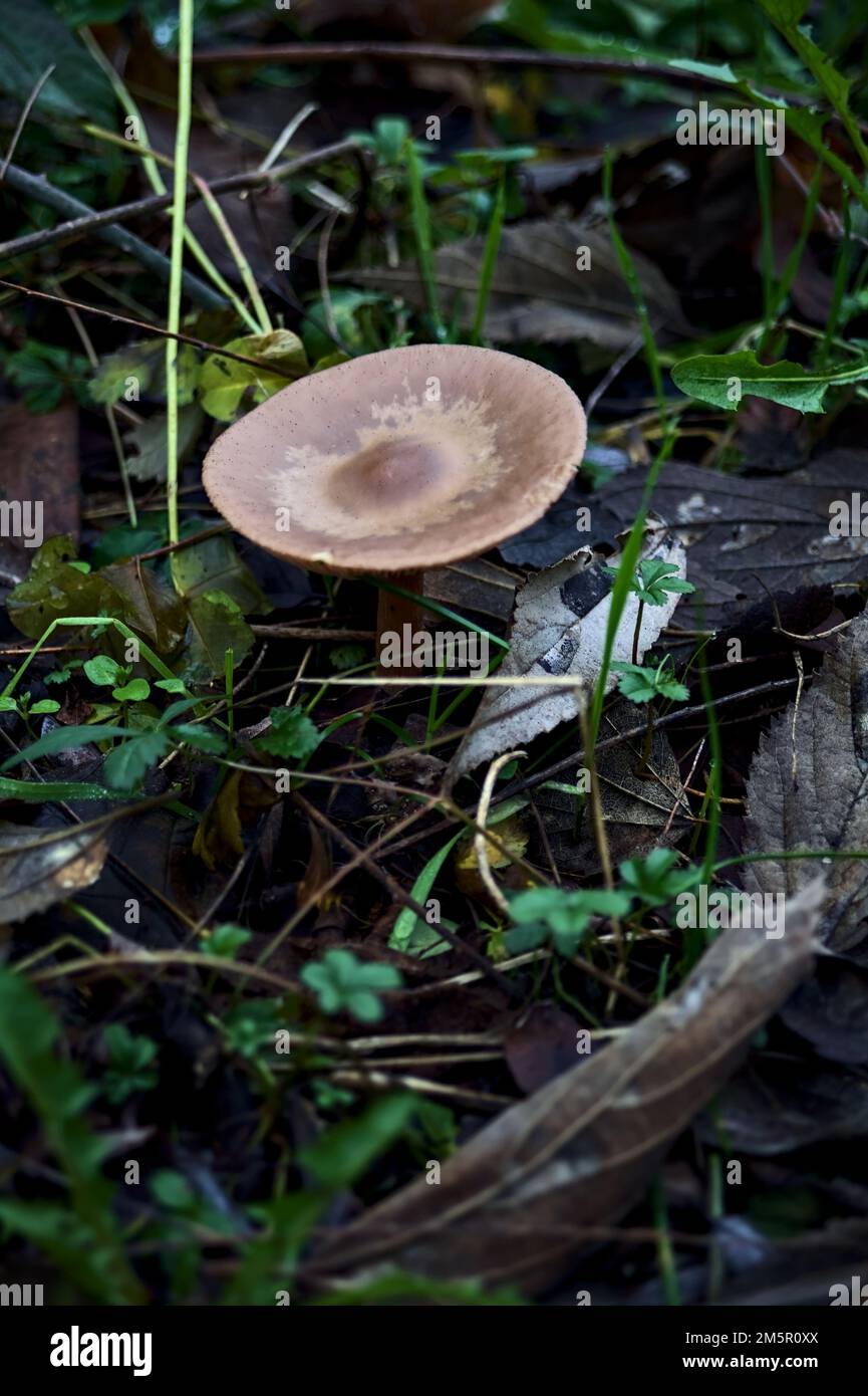 Pilze im Gras mit Laub Stockfoto