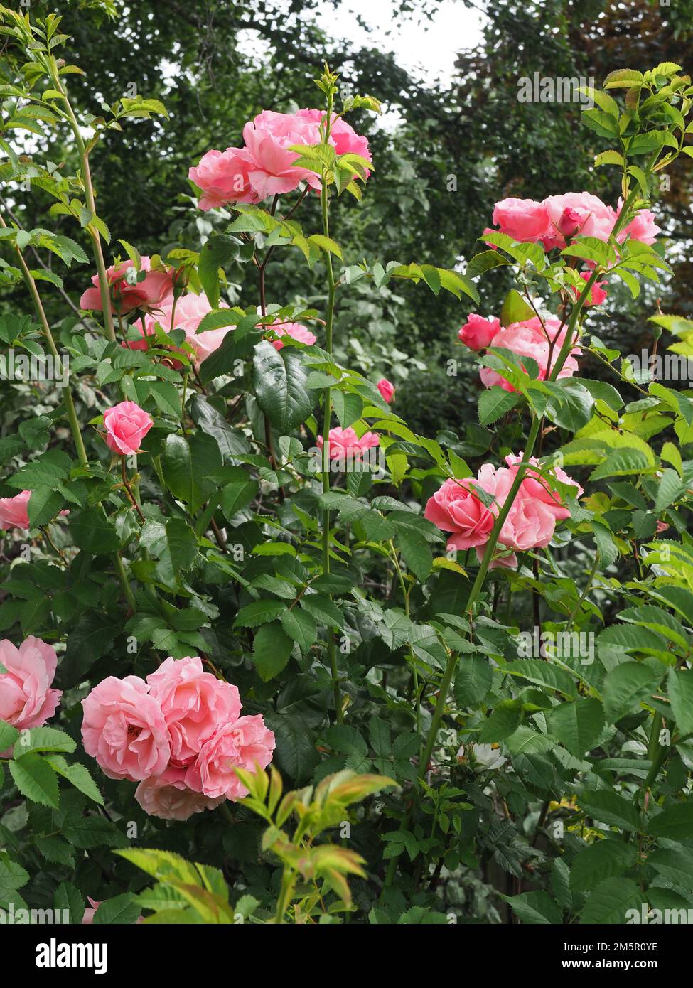 Senkrechte Ernte einiger lebendiger lachsrosa Rosenblüten Stockfoto