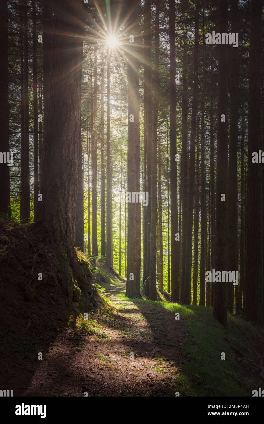 Acquerino Naturschutzgebiet Wald. Douglas Tannenbäume und Trail n the Morning, Herbstsaison, Apennines, Toskana Region, Pistoia Provinz, Italien, Europa Stockfoto