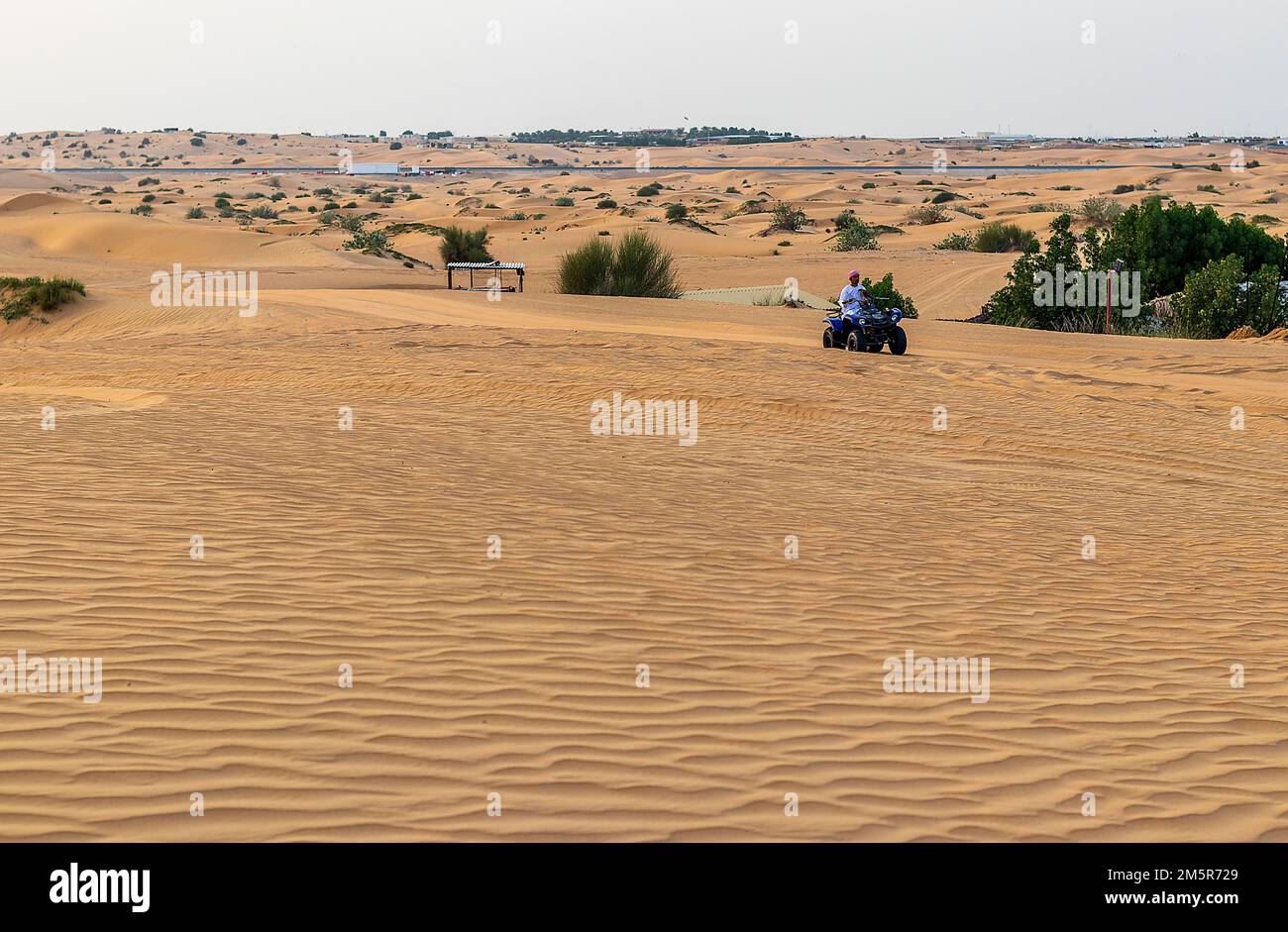 Dubai, Vereinigte Arabische Emirate - 11.04.2022 Person fährt quadro und hält einen Falken in der Wüste von Dubai Stockfoto