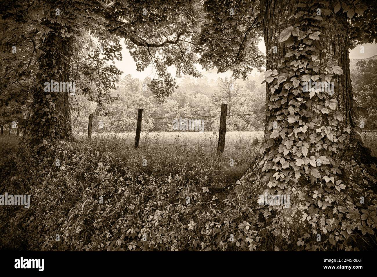 Auf einem Landschaftsfoto in der Mitte des Sommers wurden zwei alte Bäume und ihre Reben gezeigt, mit Blick zwischen ihnen auf eine sonnenbeleuchtete Wiese im Abschnitt Cades Cove des Stockfoto