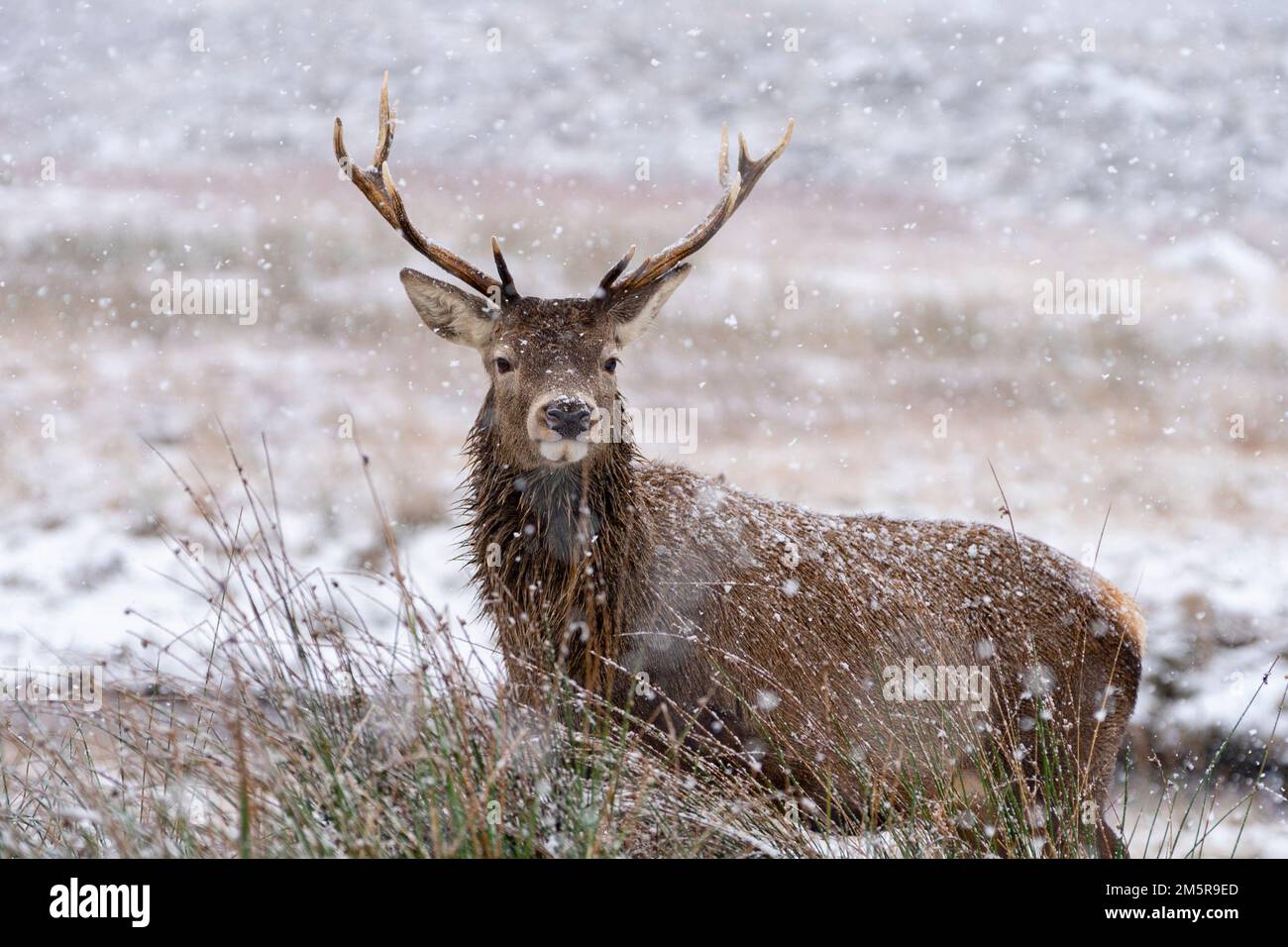 Rotwild im Winterschnee in Glen Coe, Scottish Highlands, Schottland, Großbritannien Stockfoto