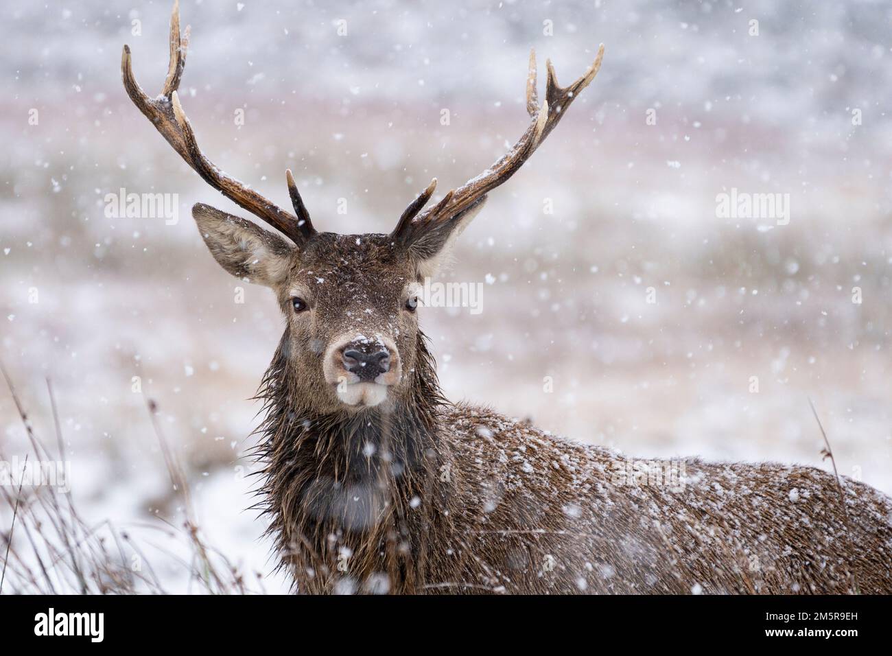 Rotwild im Winterschnee in Glen Coe, Scottish Highlands, Schottland, Großbritannien Stockfoto