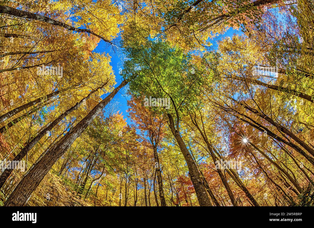 Smoky Mountain Trees steht kurz vor der Umstellung von Sommergrün auf Herbstgold. Ich schaue durch eine Fischaugenlinse direkt in den Himmel. Stockfoto