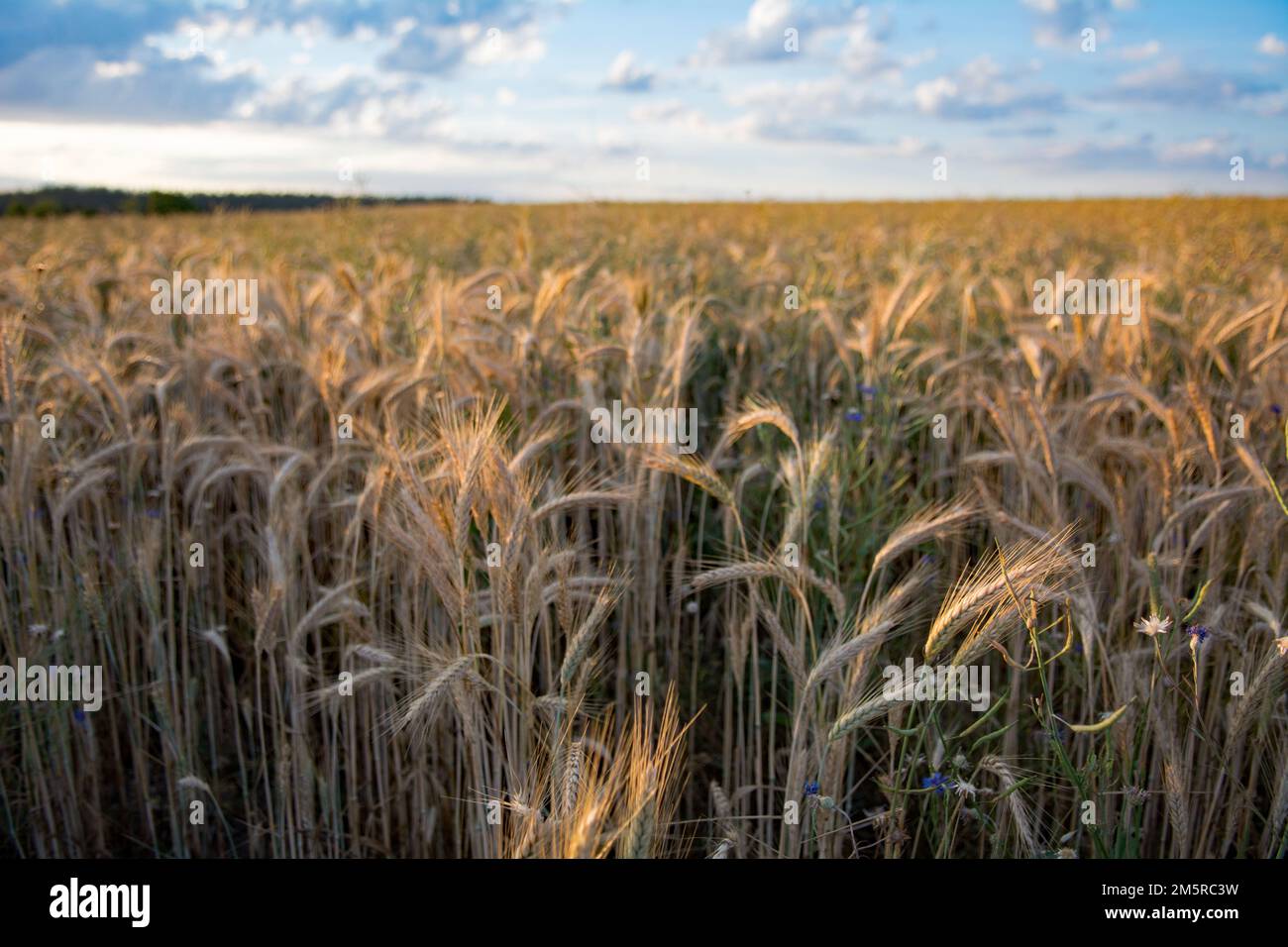 Ein Roggenfeld an einem sonnigen Sommernachmittag Stockfoto