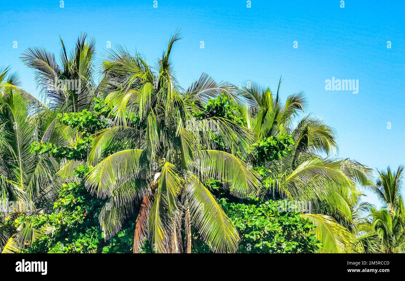Tropische natürliche mexikanische Palme mit Kokosnüssen und blauem Himmel Hintergrund in Zicatela Puerto Escondido Oaxaca Mexiko. Stockfoto