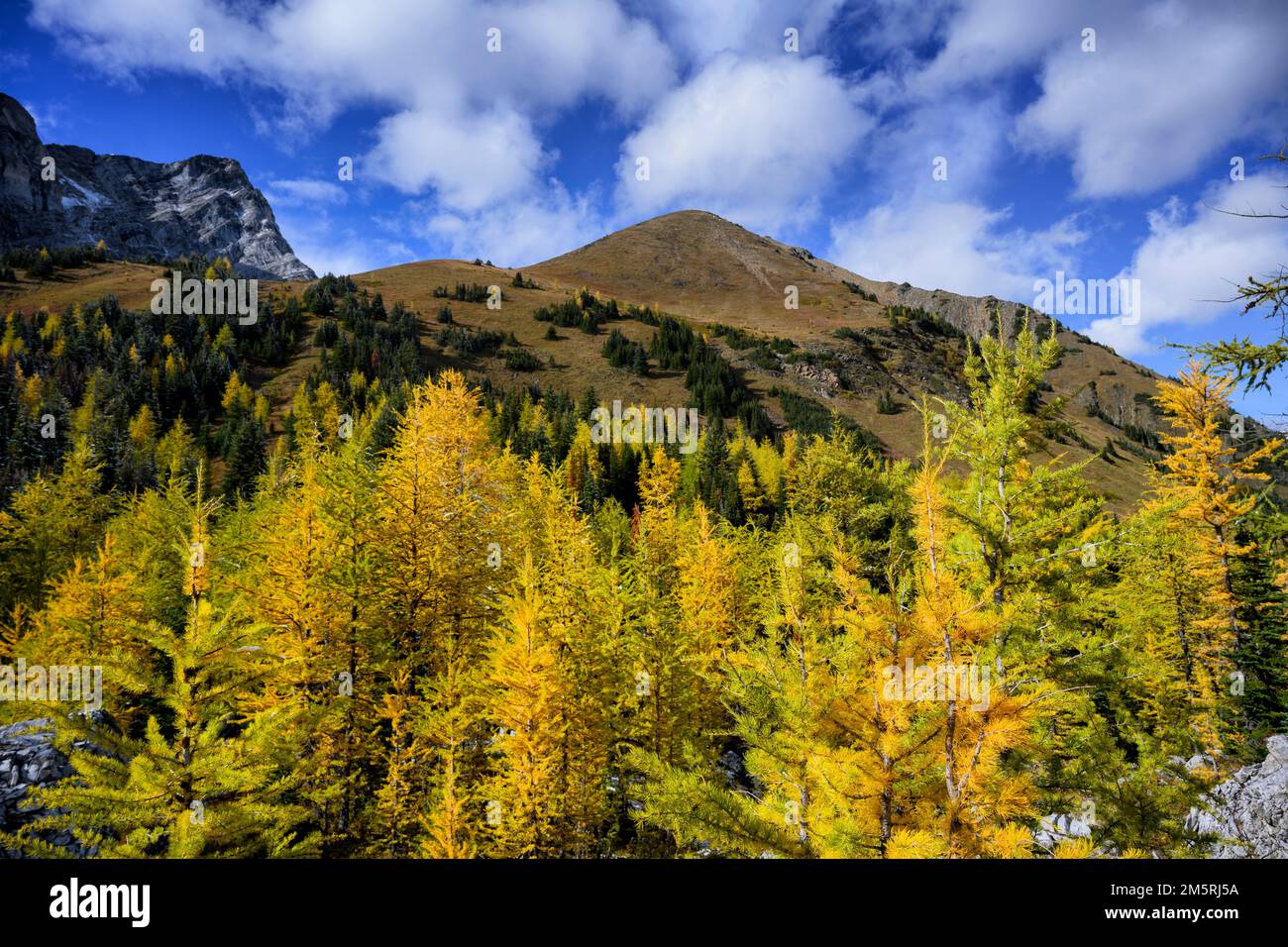 Herbst des Pocaterra Ridge Stockfoto