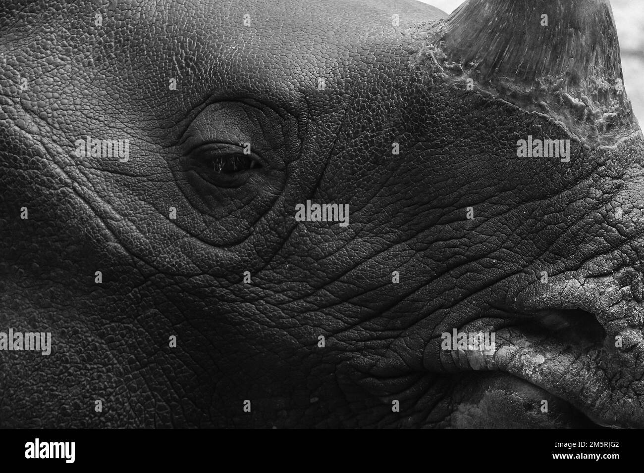 Rhino-Nahaufnahme Stockfoto