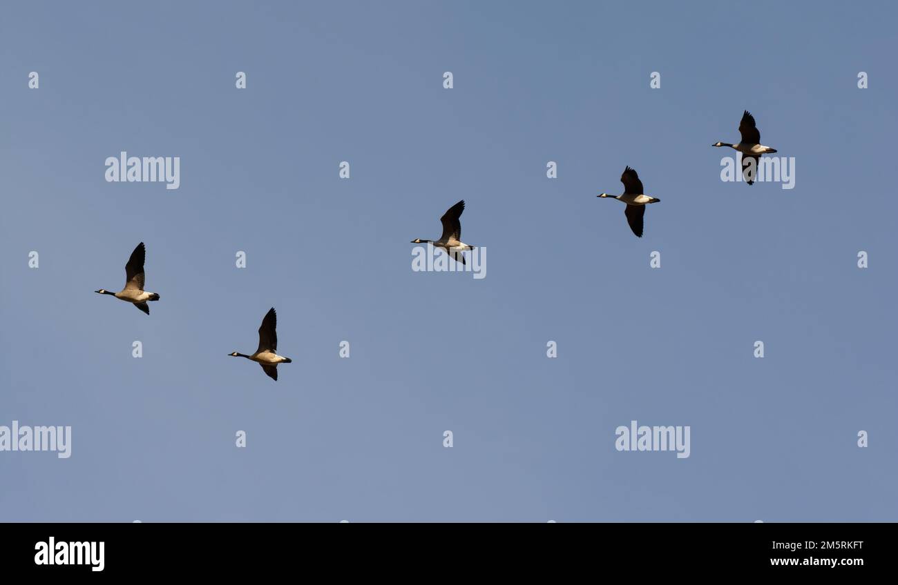 Kanadische Gänse, die über den Himmel fliegen Stockfoto