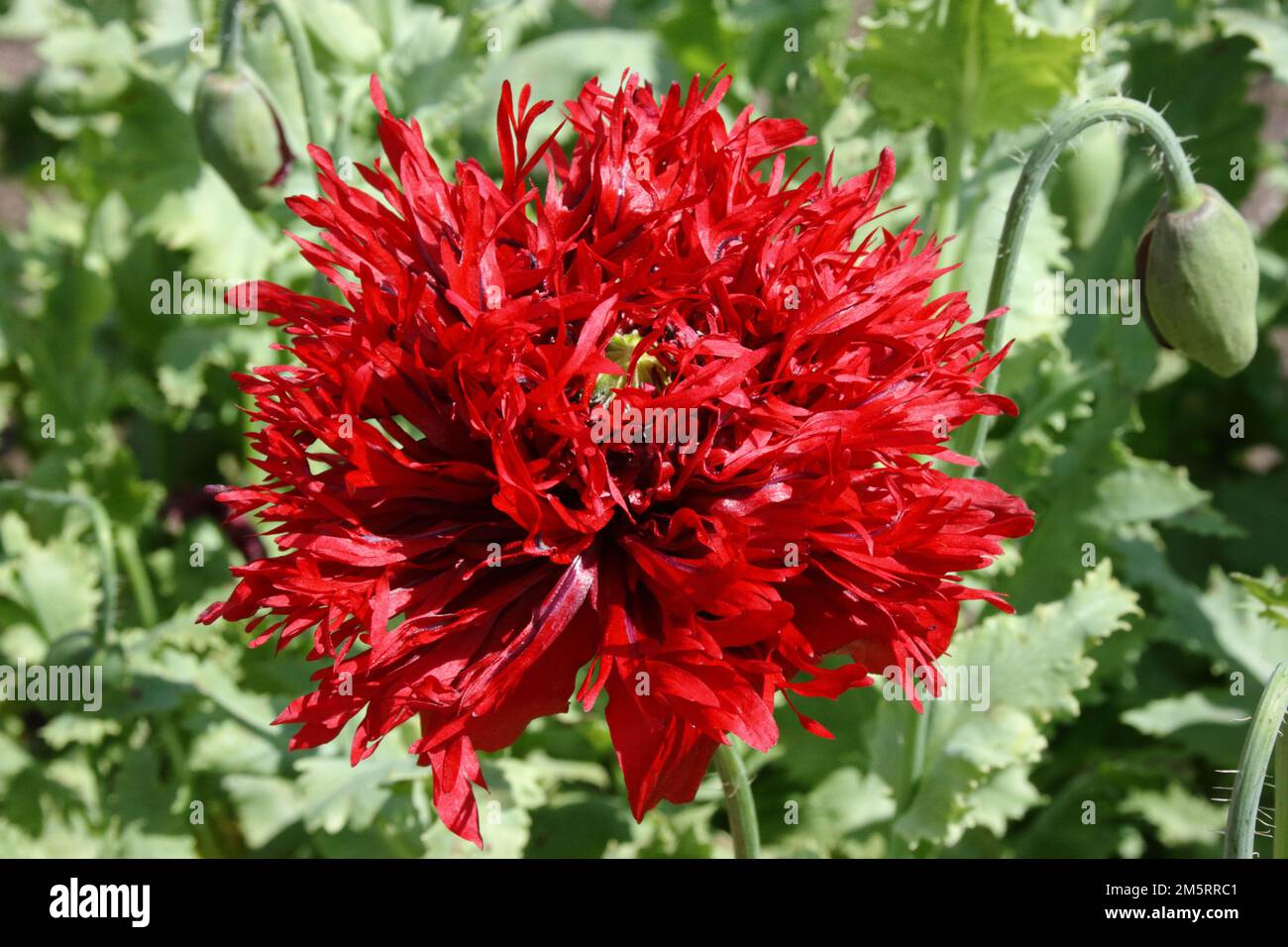 Blüte von gefiedertem Mohn (Papaver laciniatum „Crimson Feathers“) Stockfoto