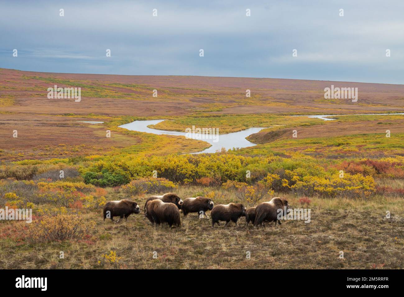 Nordamerika; Vereinigte Staaten; Alaska; Wildtiere; Muskox; Ovibos moschatus; Seward-Halbinsel; Herbst Stockfoto