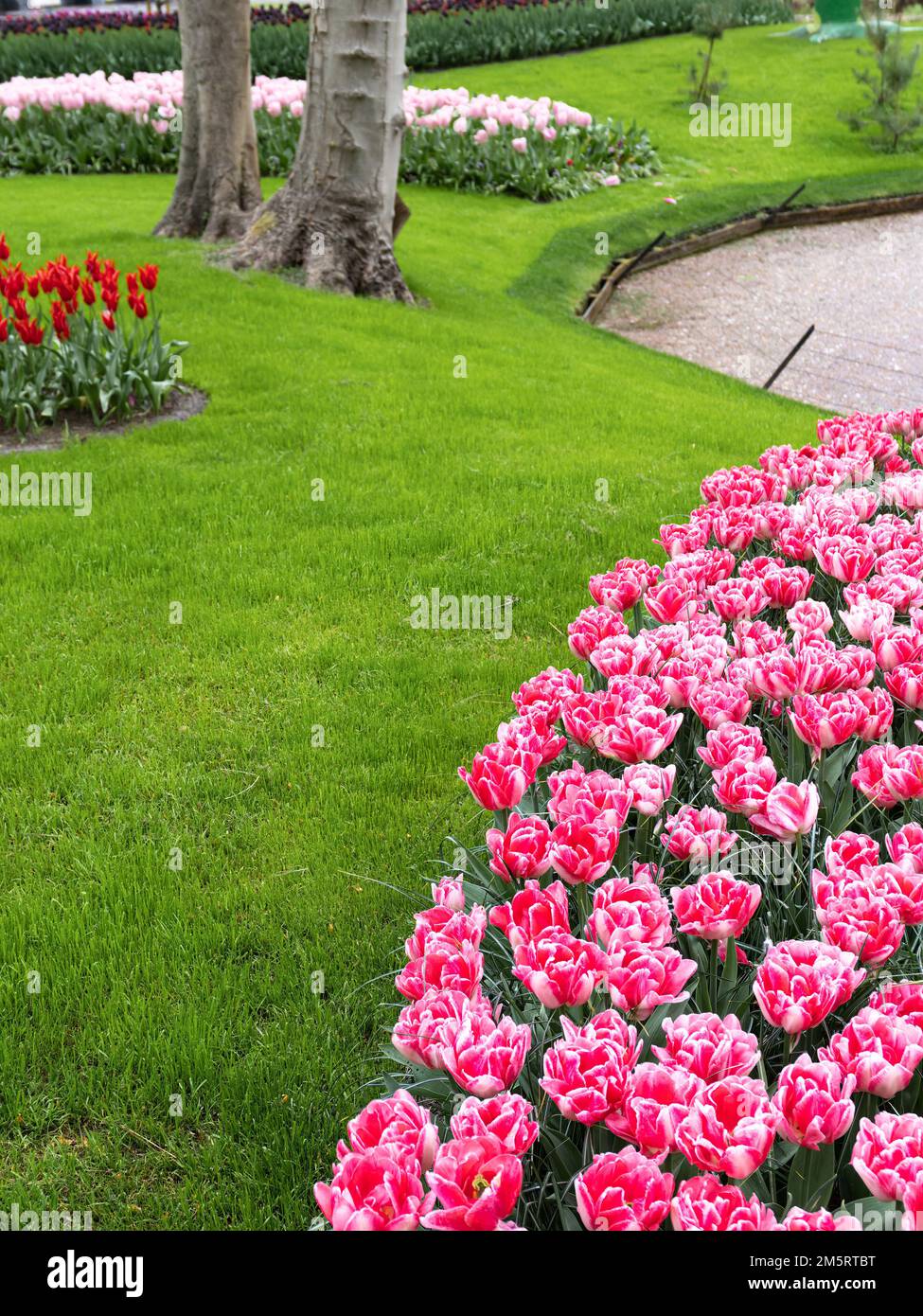 Bunte blühende Tulpen im Park Keukenhof in den Niederlanden Stockfoto