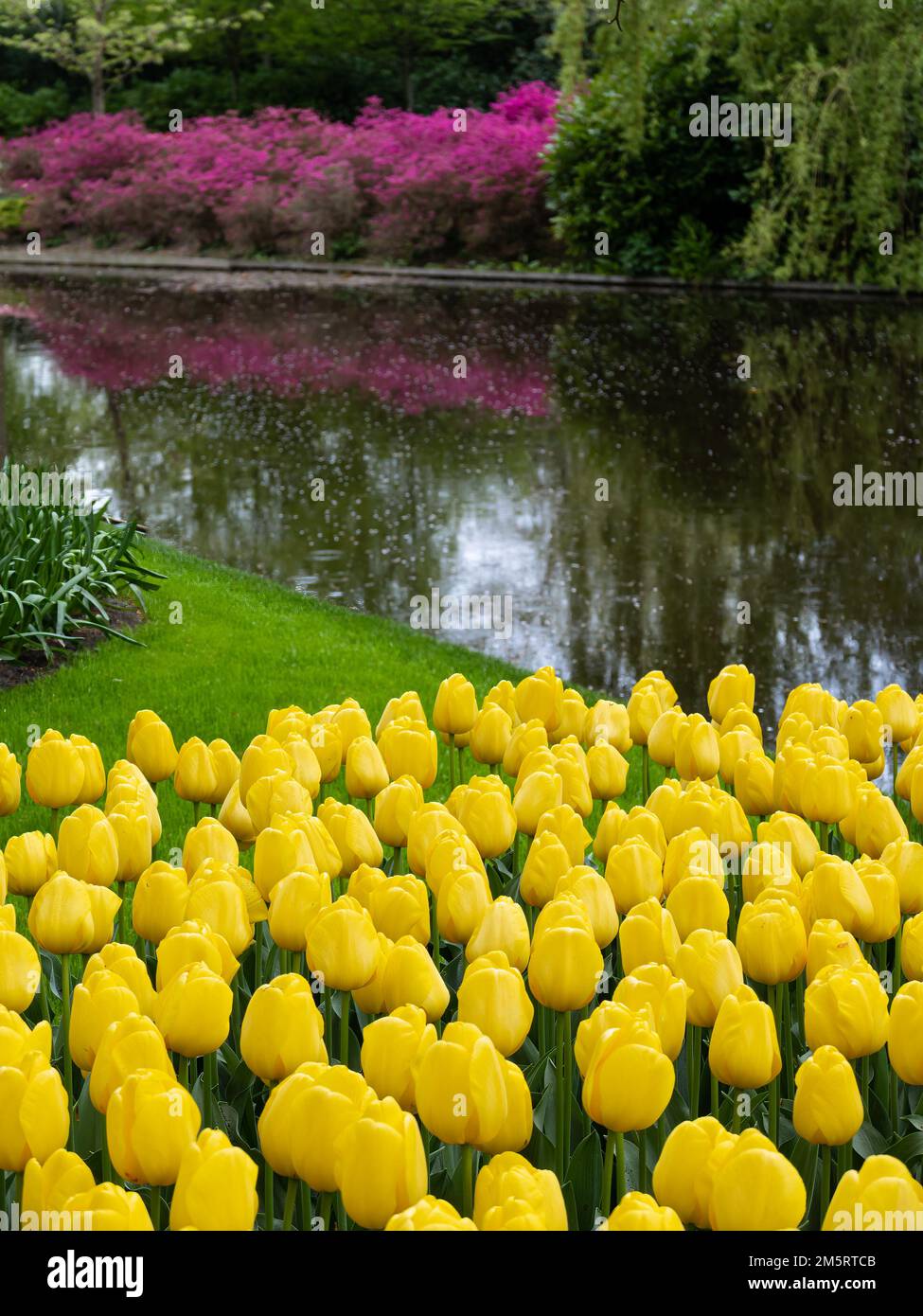 Gelb blühende Tulpen im Park Keukenhof in den Niederlanden Stockfoto