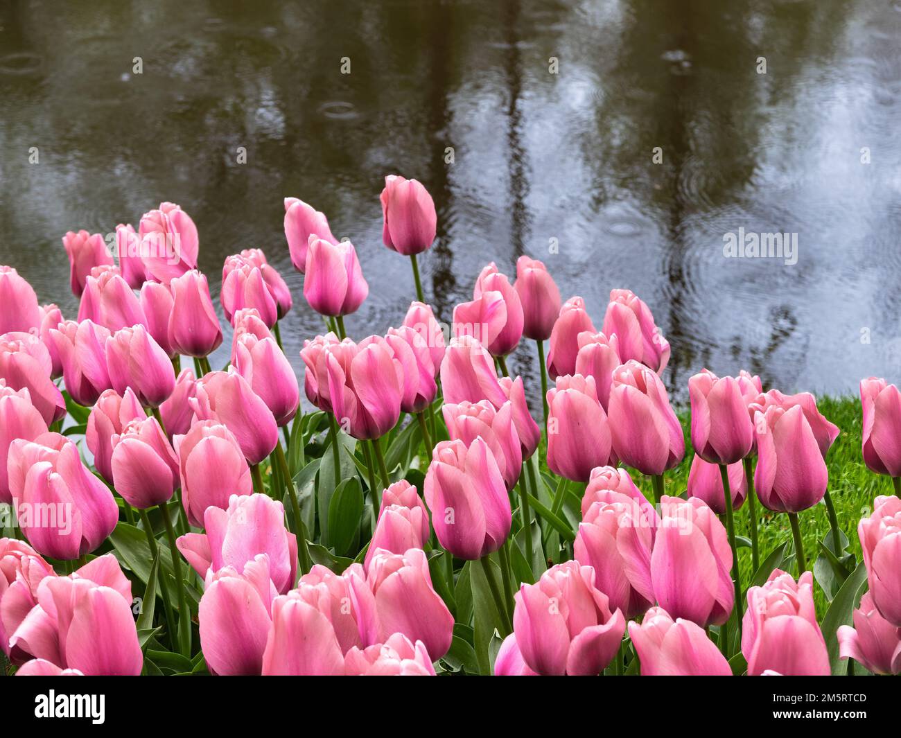 Rosa blühende Tulpen im Park Keukenhof in den Niederlanden Stockfoto