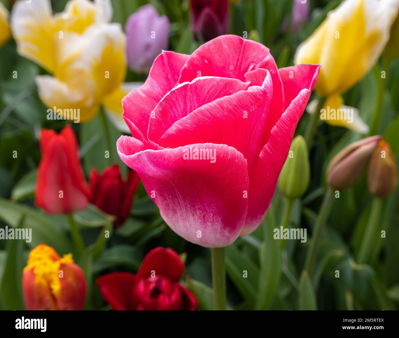 Rote blühende Tulpen im Park Keukenhof in den Niederlanden Stockfoto
