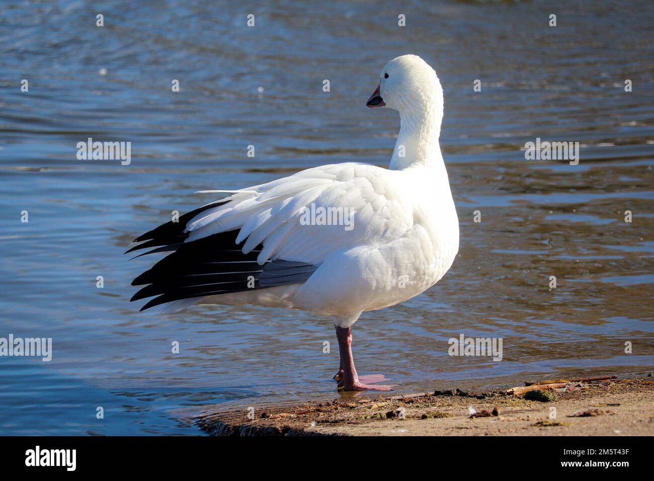 Schneegänse oder Chen Caerulescens stehen am Pier im Green Valley Park in Payson, Arizona. Stockfoto