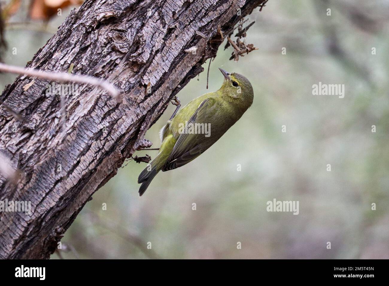 Oreothlypis celata auf einem Ast der Uferfarm in Arizona. Stockfoto