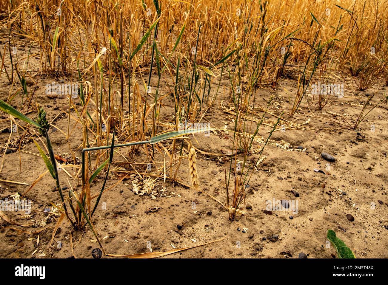 Weitwinkelaufnahme der Restgerste ( Hordeum vulgare ) nach der Ernte durch einen Landwirt. Stockfoto