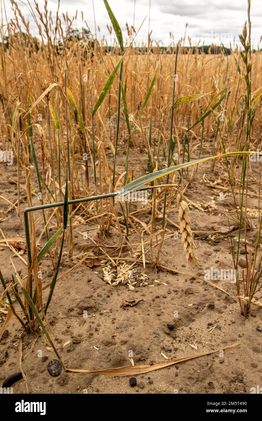 Weitwinkelaufnahme der Restgerste ( Hordeum vulgare ) nach der Ernte durch einen Landwirt. Stockfoto