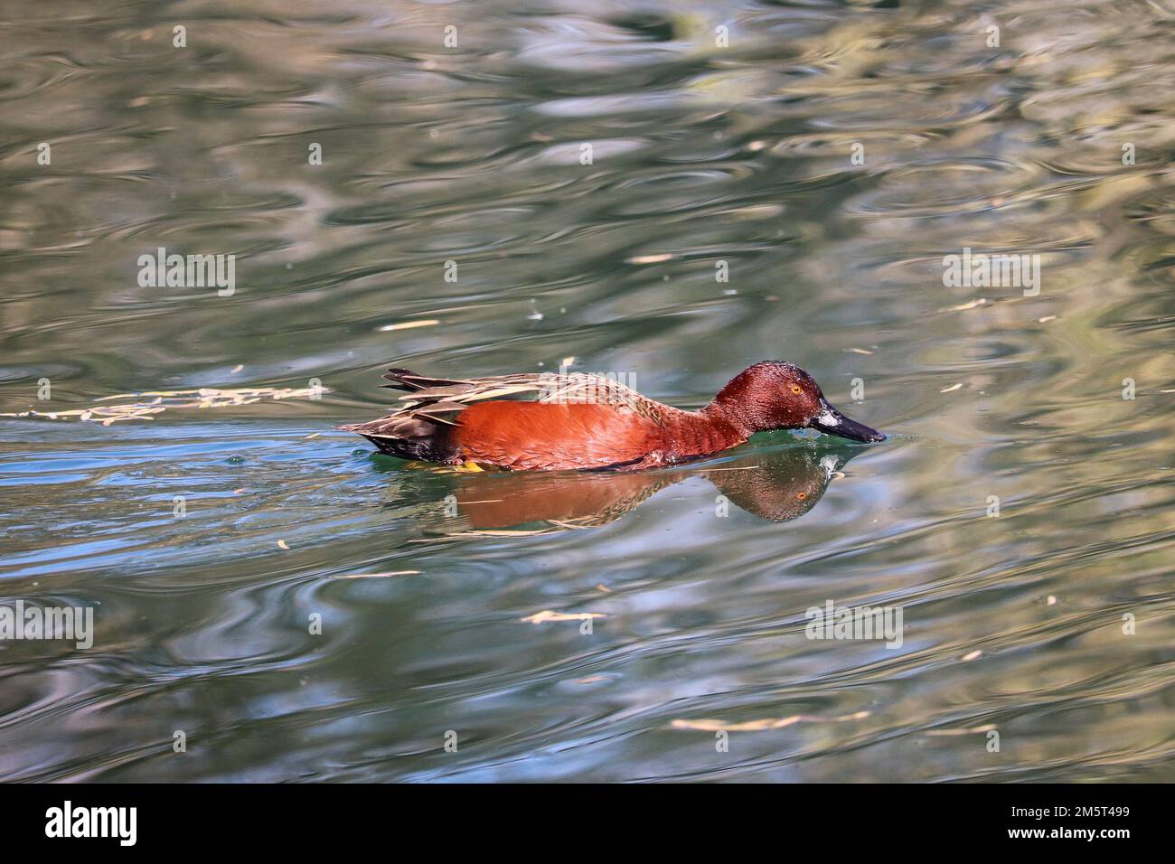 Zimtblaugrün oder Anas cyanoptera, die in einem Teich auf der Uferfarm in Arizona schwimmen. Stockfoto