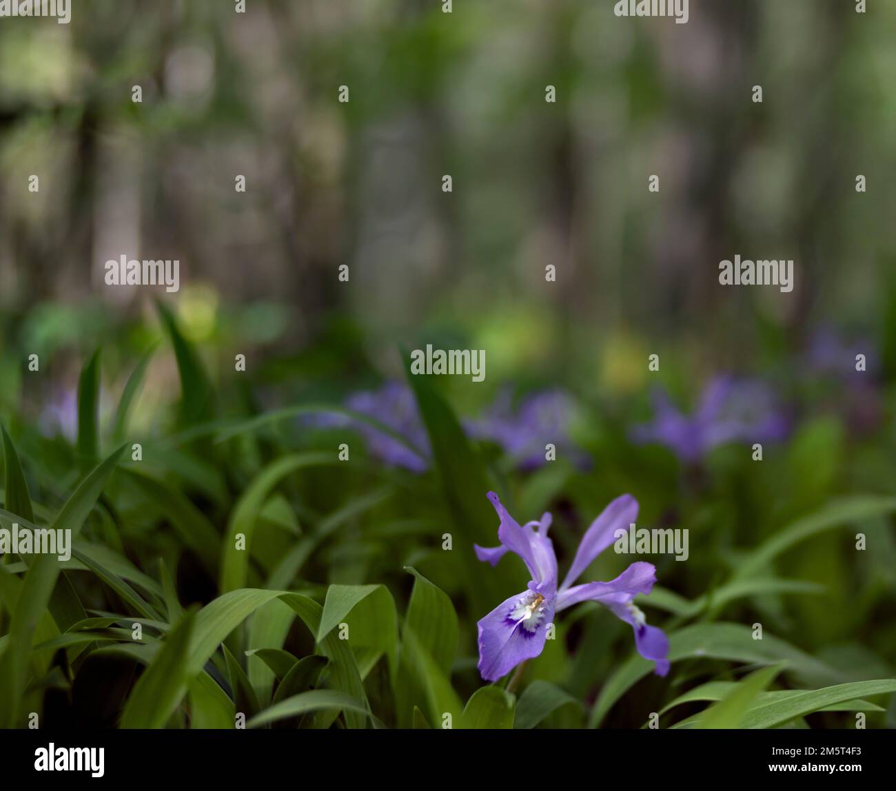 TN00101-00....Tennessee - Wild Iris im Great Smoky Mountains National Park. Lensbaby Edge 50 Objektiv Foto. Stockfoto