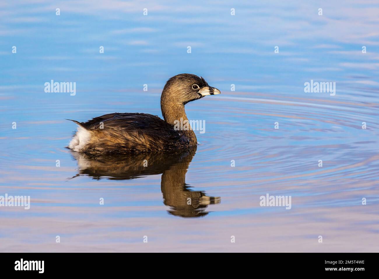 00610-01006 Pied-Billed Grebe (Podilymbus podiceps) in Feuchtland Marion Co IL Stockfoto