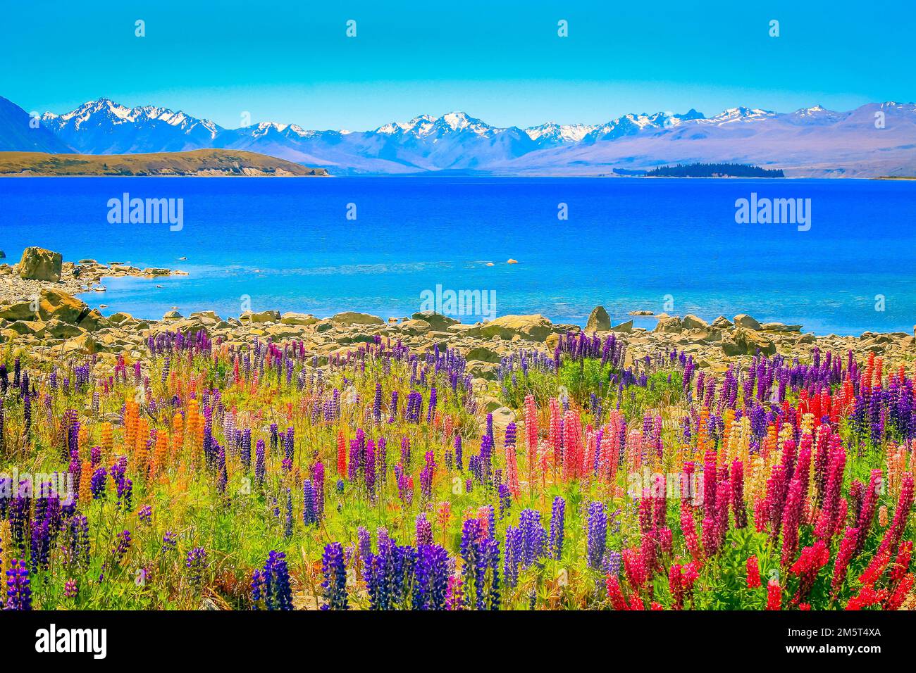 Neuseeländischer Tekapo-See, Mt. Cook-Massiv und Blumenfeld auf South Island Stockfoto