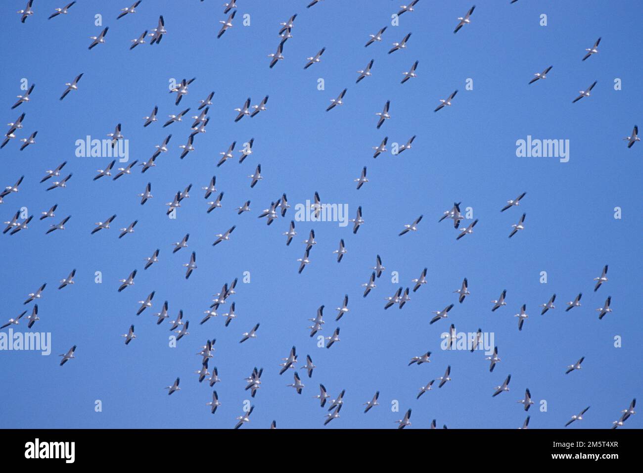 00671-007,06 amerikanische Weiße Pelikane (Pelecanus erythrorhynchos) im Flug Riverlands Wandervogel-Schutzgebiet am Mississippi bei Alton IL Stockfoto