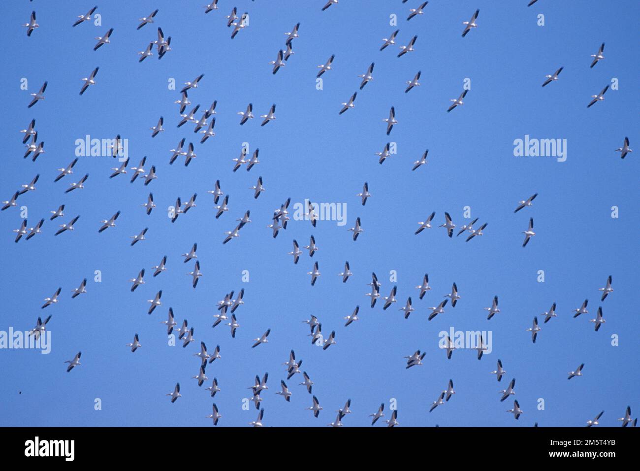 00671-007,07 amerikanische Weiße Pelikane (Pelecanus erythrorhynchos) im Flug Riverlands Wandervogel-Schutzgebiet am Mississippi bei Alton IL Stockfoto