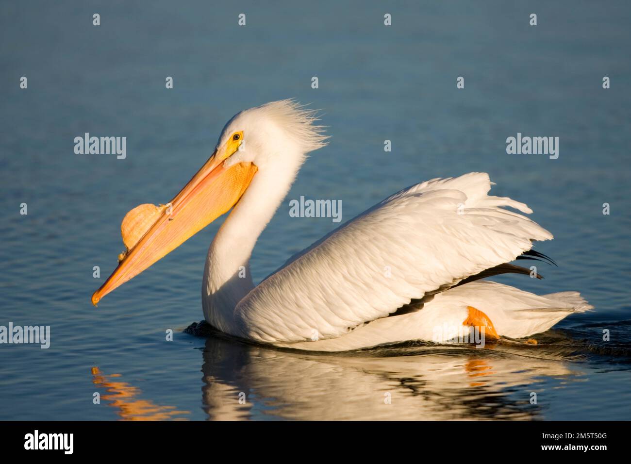 00671-009,05 American White Pelican (Pelecanus erythrorhynchos) Riverlands Umwelt Demonstrationsgebiet, MO Stockfoto