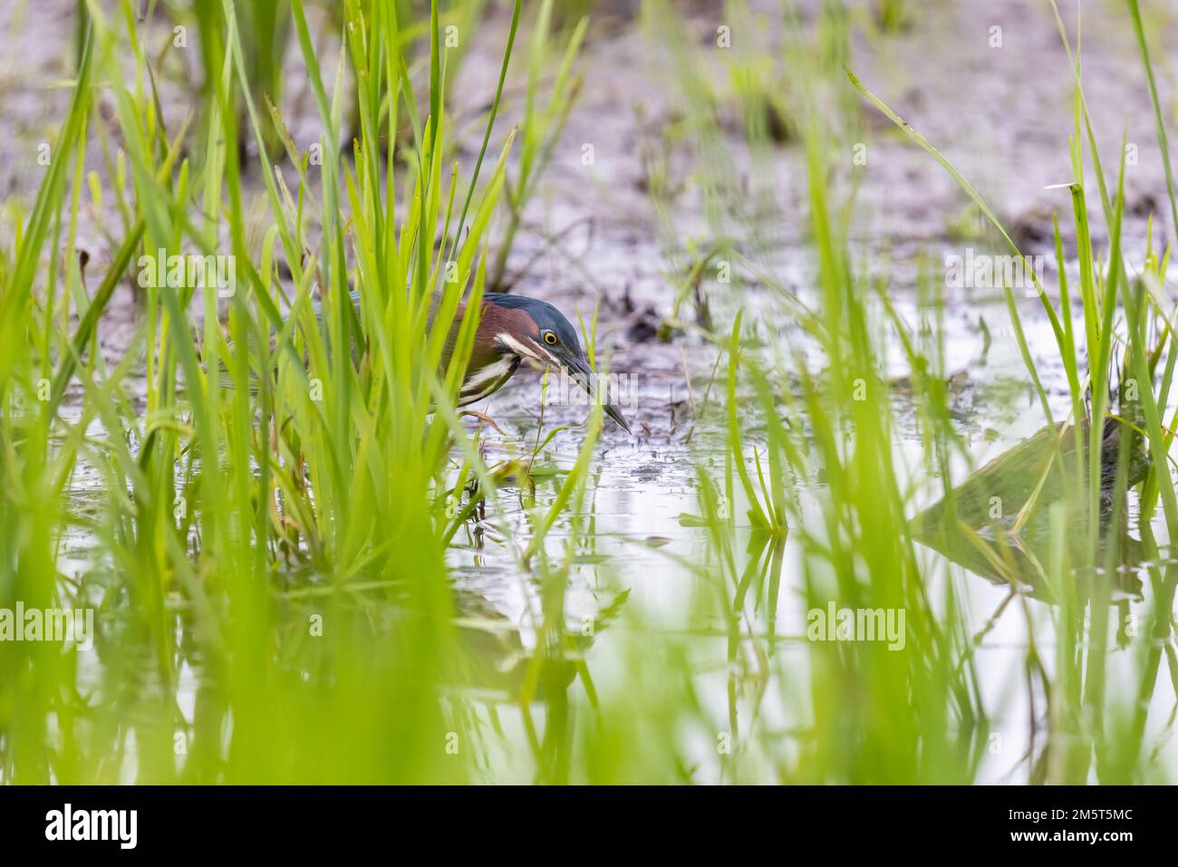 00687-01417 Green Heron (Butorides virescens), der Beute im Feuchtgebiet Marion Co. Stalkt IL Stockfoto