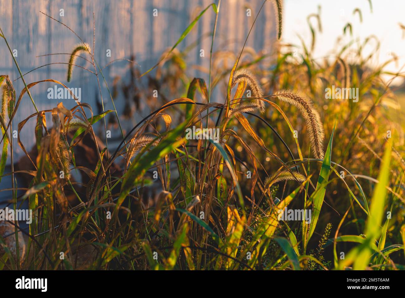 Sonnenuntergang auf Hinterhof Unkraut, Cattail, Green Leaves, Indiana USA Stockfoto