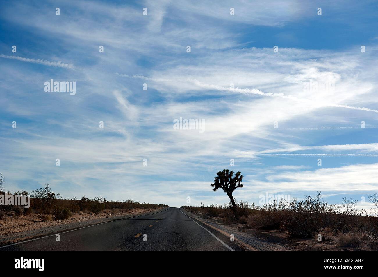 Wüstenstraße mit Joshua Tree in Kalifornien, USA Stockfoto