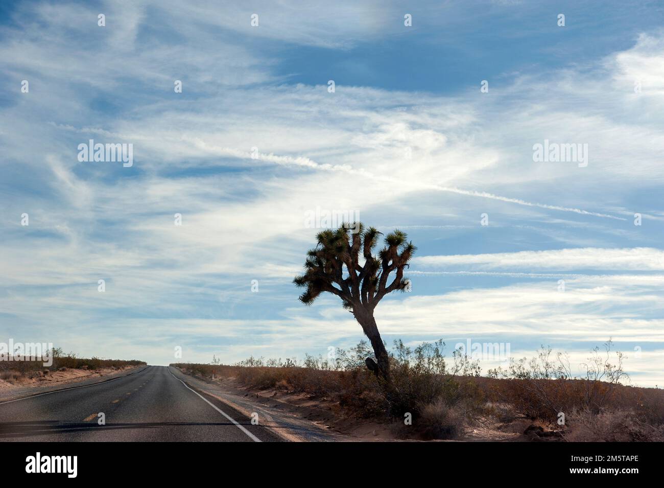 Wüstenstraße mit Joshua Tree in Kalifornien. Stockfoto