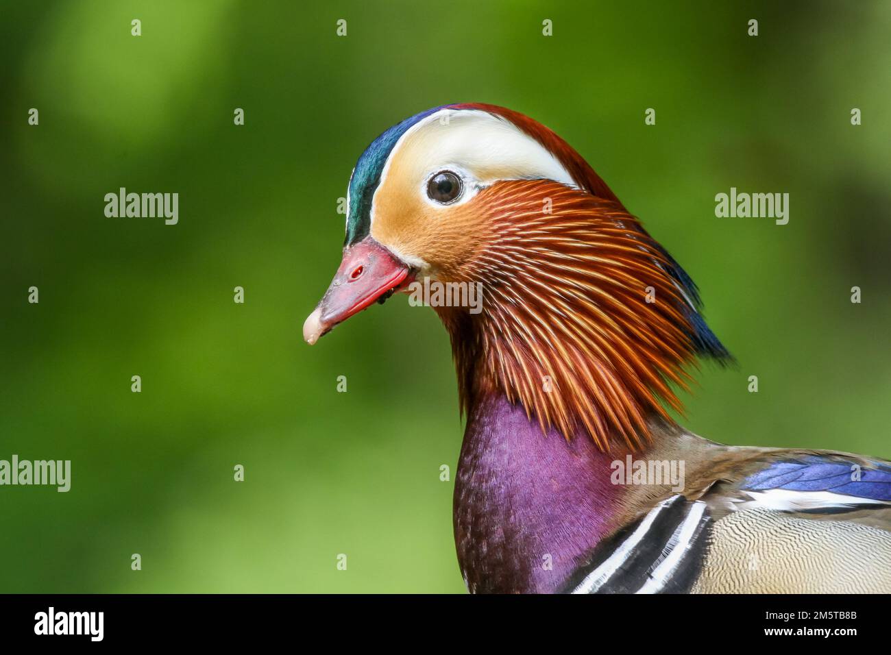 Eine Nahaufnahme eines Mandarinenvogel auf einem unscharfen grünen Hintergrund Stockfoto