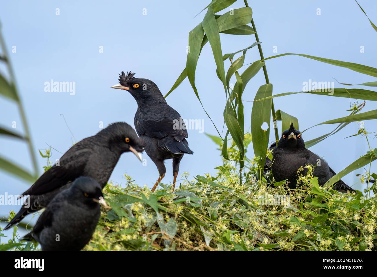 Nahaufnahme einer Kammmyna (Acridotheres cristatellus), die im Sommer an einem sonnigen Tag auf einem grünen Busch steht oder sitzt Stockfoto