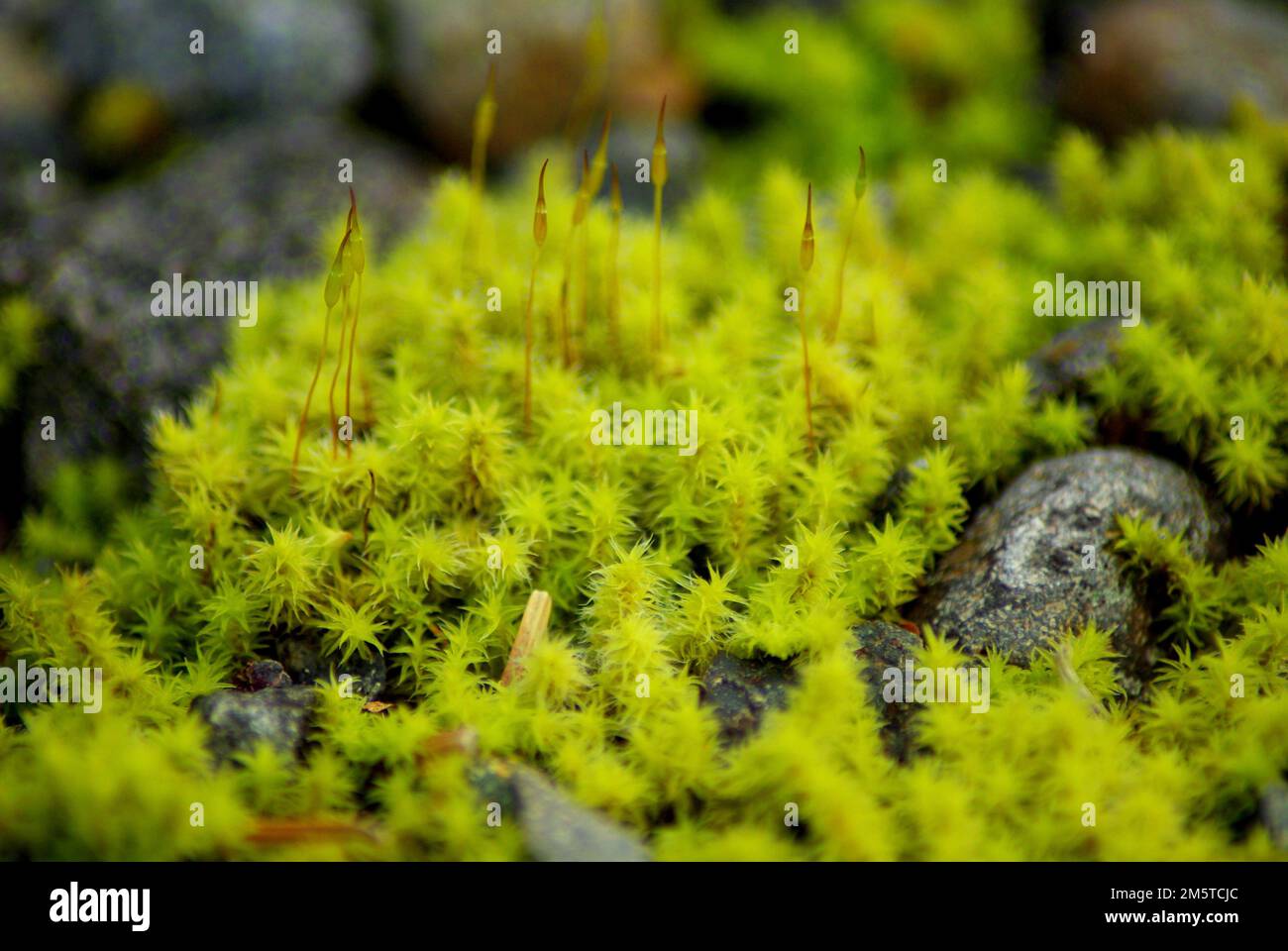 Nahaufnahme von grünem und gelbem Moos Stockfoto